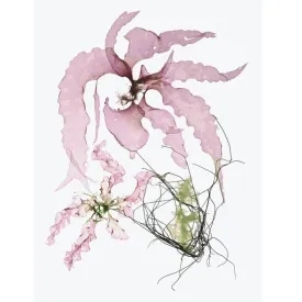 Seaweed Artist - Seaweed Art Greeting Cards Design #6